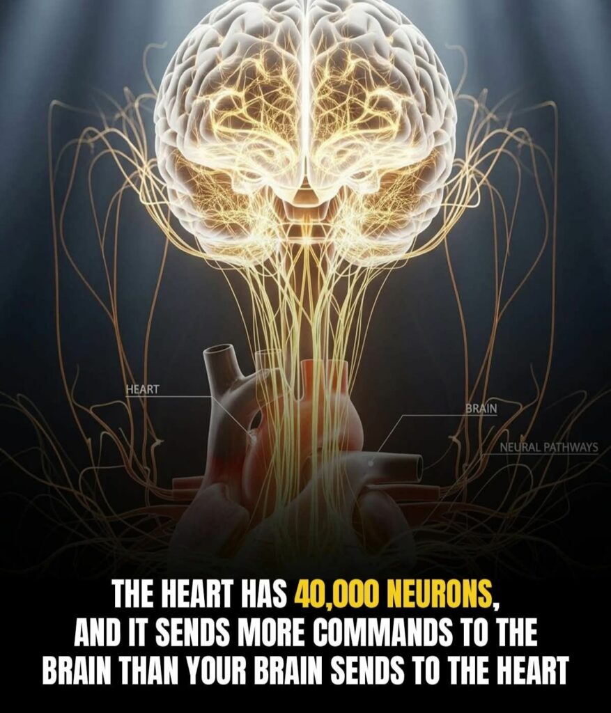 Your Heart Has a Mind of Its Own