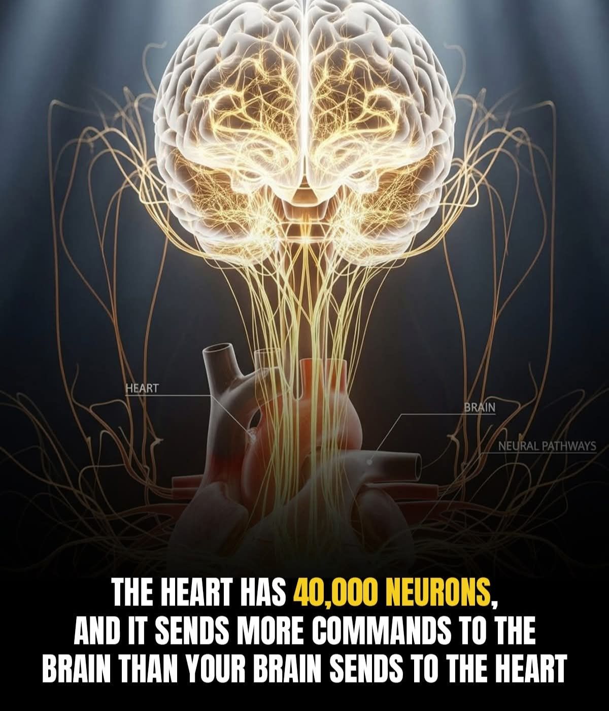 Your Heart Has a Mind of Its Own