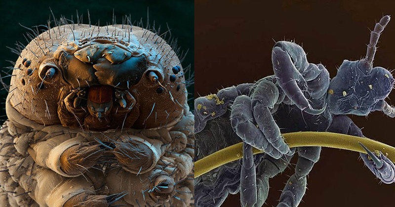 Micro Insects in the House: How to Spot Them and Keep Your Surroundings Clean