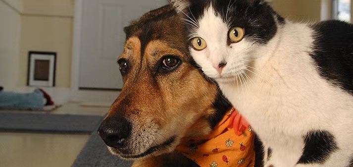 Who Is More Loyal, Cats or Dogs? The Truth About Pet Loyalty